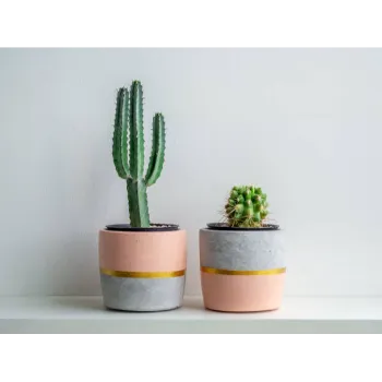 Cactus Plants 